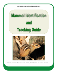 Mammal Identification Guide