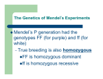 Mendels P generation had the genotypes FF (for purple) and ff (for