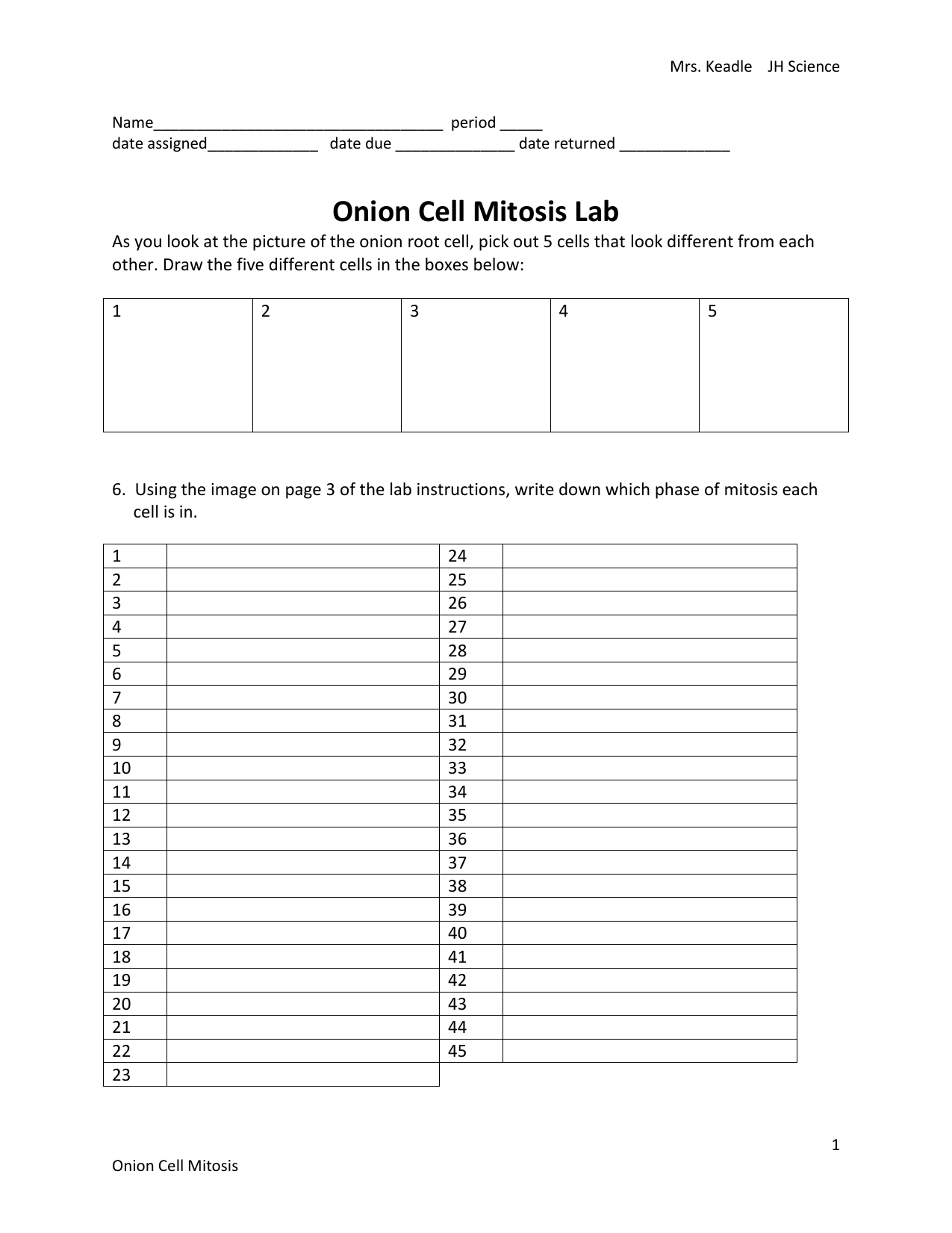 Onion Mitosis Worksheet Inside Onion Cell Mitosis Worksheet Answers