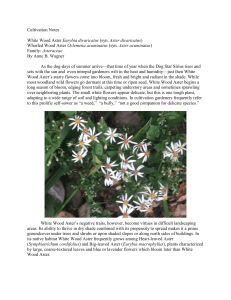 Cultivation Notes White Wood Aster Eurybia divaricatus (syn. Aster