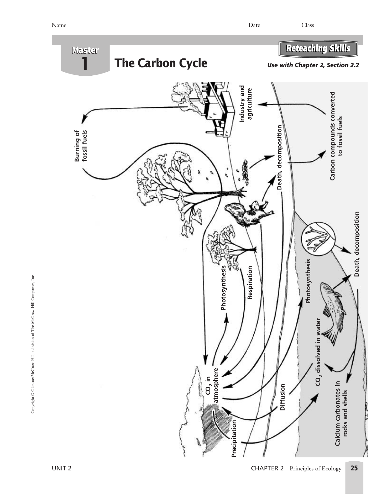 Carbon and Nitrogen skill sheet With The Carbon Cycle Worksheet