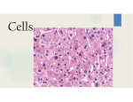 Cells - St. Ambrose School