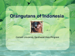 Orangutans of Indonesia - Southeast Asia Program