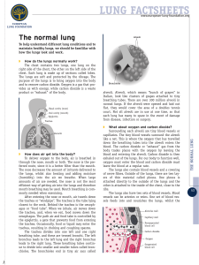 How the lungs work  - European Lung Foundation