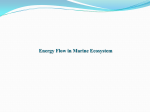 Energy Flow in Marine Ecosystem