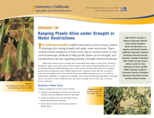 Drought Tip: Keeping Plants Alive under Drought or Water Restrictions