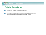 Cellular Boundaries