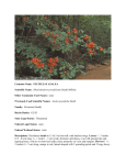Rhododendron prunifolium - Wildlife Resources Division