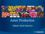 Aster Production - Sakata Ornamentals