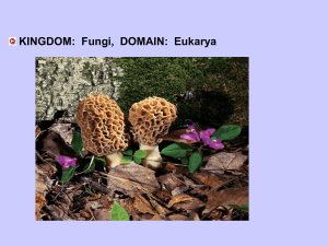 KINGDOM: Fungi, DOMAIN: Eukarya