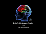 Brain Architecture and Function Parts Size and Cognition