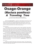 Osage-Orange - Warnell School of Forestry and Natural Resources