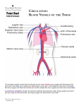 CirCulation: Blood Vessels of the torso