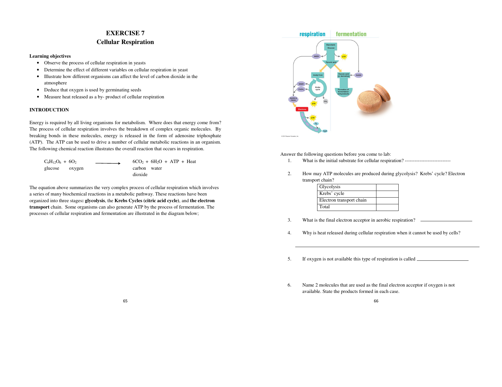 Exercise 7 Cellular Respiration