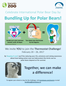 Bundling Up for Polar Bears!