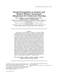Sound transmission in archaic and modern whales: Anatomical