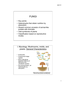 I. Mycology: Mushrooms, molds, and yeasts. General Characteristics