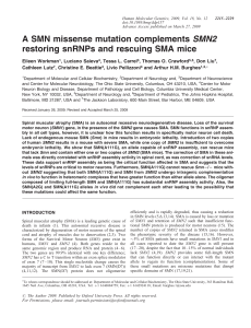 A SMN missense mutation complements SMN2 restoring snRNPs
