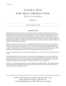 GUINEA PIGS FOR MEAT PRODUCTION