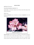 HIMACHAL PRADESH State Flower: Bell Rhododendron Botanical