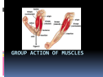 Group Action of Muscles