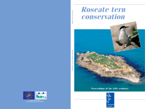 Roseate tern conservation