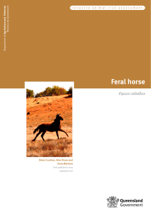 Feral Horse Risk Assessment - Department of Agriculture and