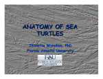 anatomy of sea turtles - School of Veterinary Science