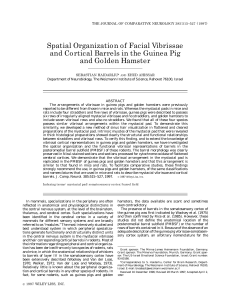 Spatial Organization of Facial Vibrissae and Cortical Barrels in the
