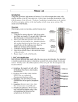 Mitosis Lab - cloudfront.net