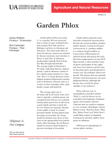 Garden Phlox - FSA6111