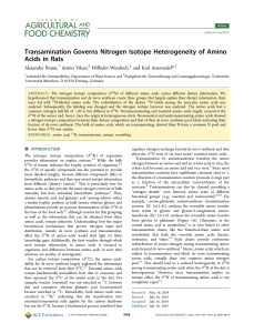 Transamination Governs Nitrogen Isotope Heterogeneity of Amino