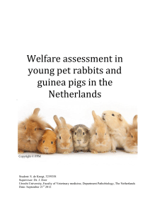 Welfare assessment in young pet rabbits and guinea pigs in the