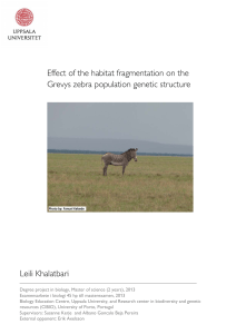 Effect of the habitat fragmentation on the Grevys zebra population