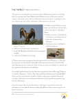 FACTSHEET FACTSHEET – White-backed Vulture This species is