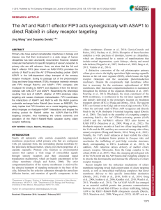 The Arf and Rab11 effector FIP3 acts synergistically with ASAP1 to