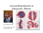 Asexual Reproduction in Eukaryotes: Mitosis