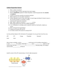 Cellular Respiration Review