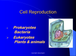 Cell Cycle and Mitosis pdf