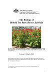The Biology of Hybrid Tea Rose