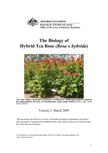 The Biology of Hybrid Tea Rose