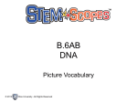 B.6AB DNA