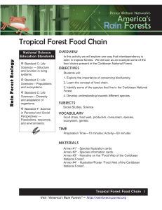 Tropical Forest Food Chain