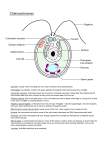 Chlamydomonas