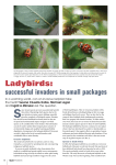 Ladybirds - Stellenbosch University