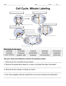 Cell Cycle: Mitosis Labeling