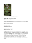 Scutellaria montana - Wildlife Resources Division