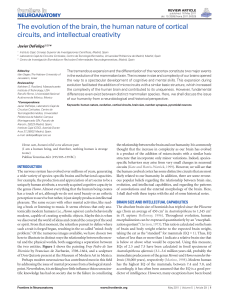 The evolution of the brain, the human nature of cortical