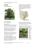 the Post Oak Tree PDF file