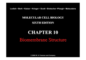 Cell membranes